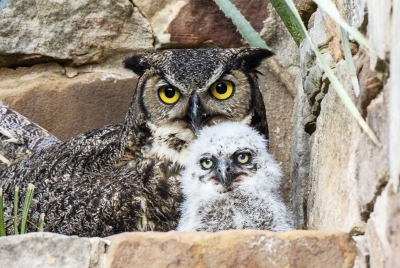 Athena Great Horned Owl 2025